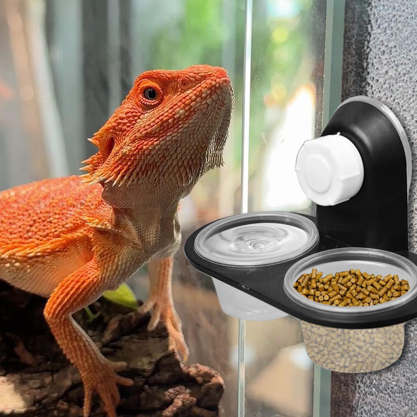 Gecko Food Dish Gecko Feeding  - Water Dish Reptile 评论和价格